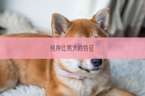 纯种比熊犬的特征