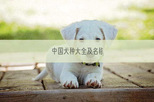 中国犬种大全及名称