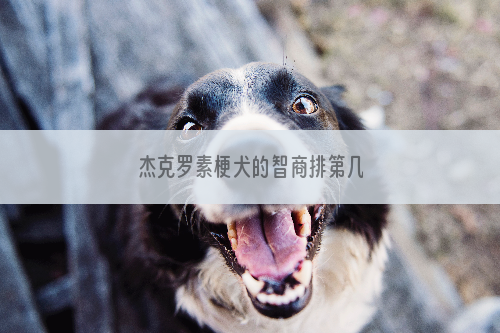 杰克罗素梗犬的智商排第几