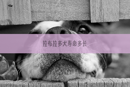 拉布拉多犬寿命多长