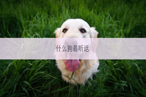 什么狗最听话