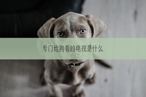 专门给狗看的电视是什么