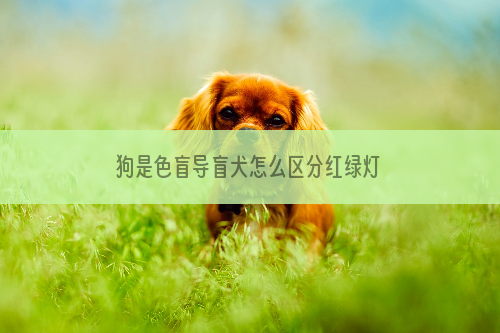 狗是色盲导盲犬怎么区分红绿灯