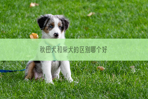 秋田犬和柴犬的区别哪个好