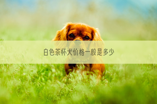 白色茶杯犬价格一般是多少