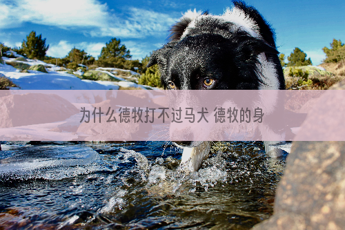 为什么德牧打不过马犬 德牧的身体素质比不上马犬