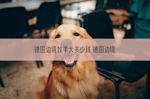 德国边境牧羊犬多少钱 德国边境牧羊犬多少钱一只