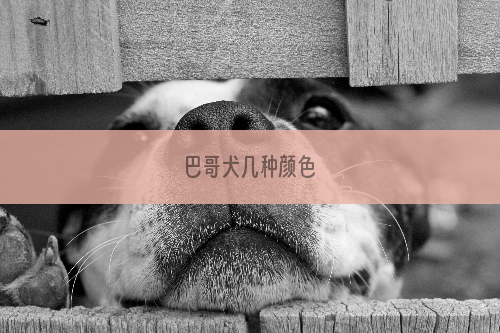 巴哥犬几种颜色