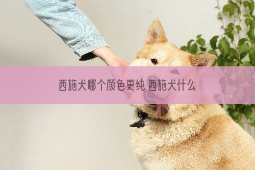 西施犬哪个颜色更纯 西施犬什么颜色最好