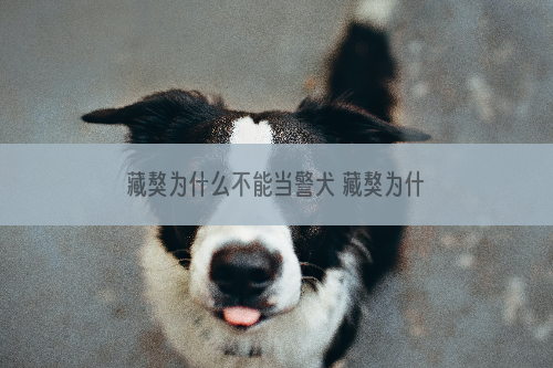 藏獒为什么不能当警犬 藏獒为什么成不了警犬