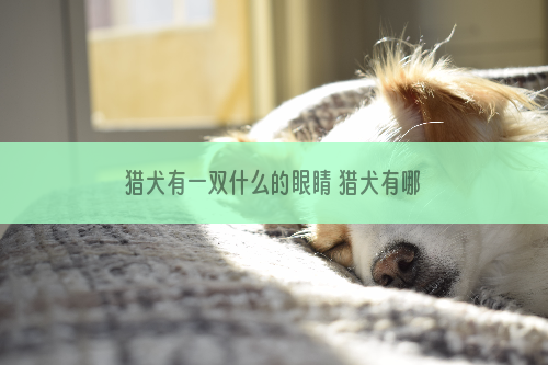 猎犬有一双什么的眼睛 猎犬有哪些优点你知道吗