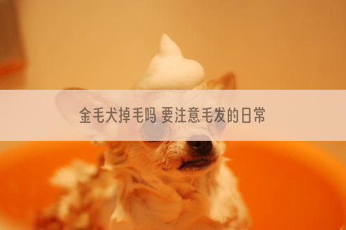 金毛犬掉毛吗 要注意毛发的日常护理哦