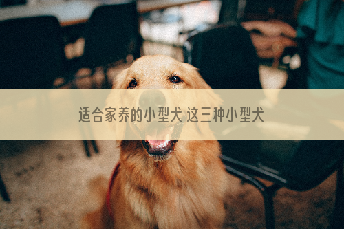 适合家养的小型犬 这三种小型犬是不错的选择