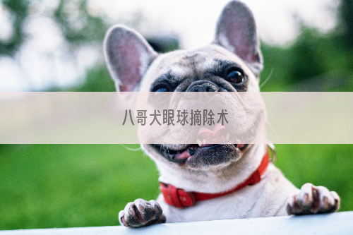 八哥犬眼球摘除术