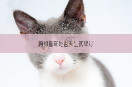狗和猫咪是否天生就敌对