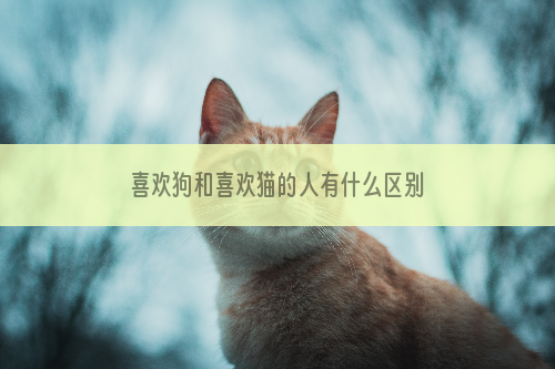 喜欢狗和喜欢猫的人有什么区别