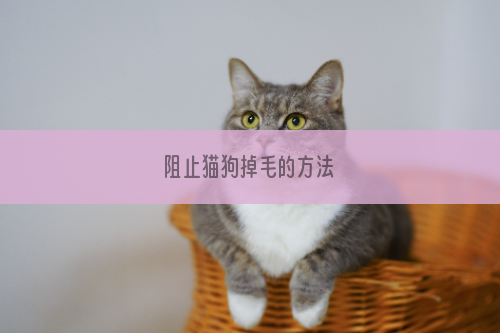 阻止猫狗掉毛的方法