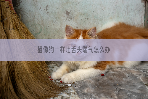 猫像狗一样吐舌头喘气怎么办