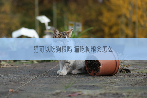 猫可以吃狗粮吗 猫吃狗粮会怎么样