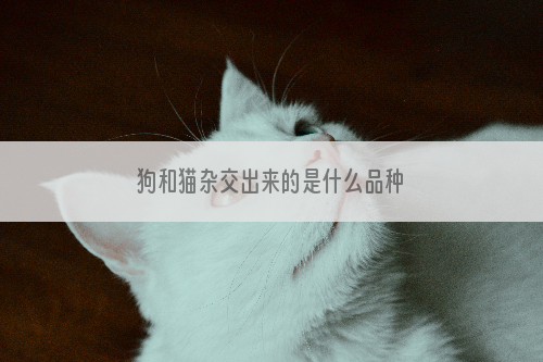 狗和猫杂交出来的是什么品种