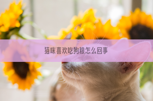 猫咪喜欢吃狗粮怎么回事