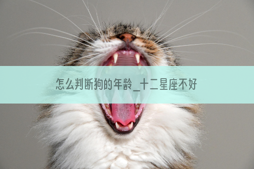 怎么判断狗的年龄_十二星座不好招惹大排行_猫藓怎么根治