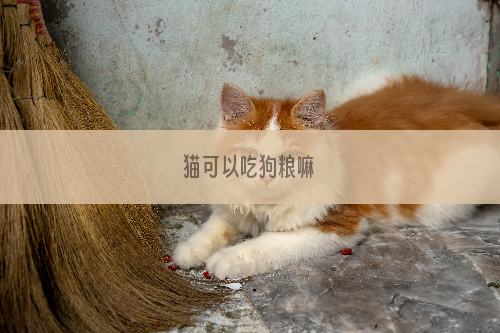 猫可以吃狗粮嘛