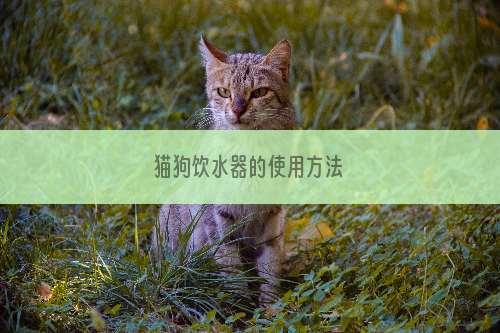 猫狗饮水器的使用方法