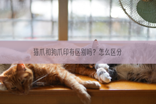 猫爪和狗爪印有区别吗？怎么区分？