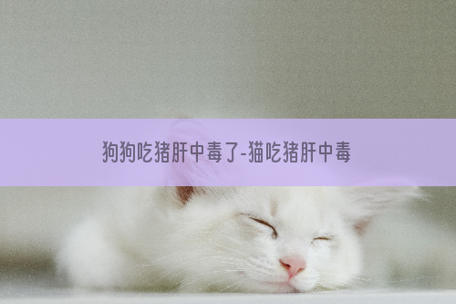 狗狗吃猪肝中毒了-猫吃猪肝中毒了怎么办