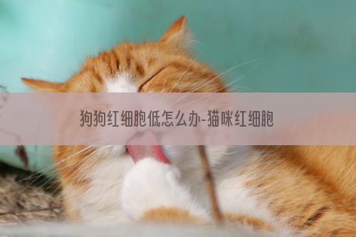 狗狗红细胞低怎么办-猫咪红细胞低怎么办