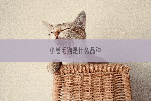 小卷毛狗是什么品种