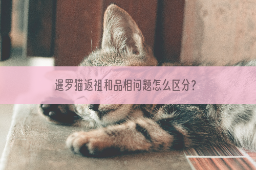 暹罗猫返祖和品相问题怎么区分？