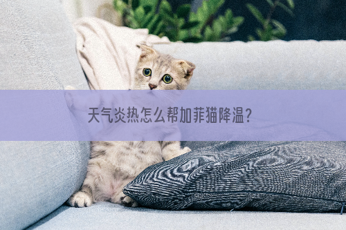 天气炎热怎么帮加菲猫降温？