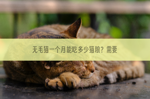 无毛猫一个月能吃多少猫粮？需要花多少钱？