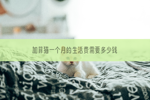 加菲猫一个月的生活费需要多少钱？