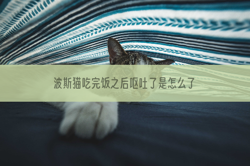 波斯猫吃完饭之后呕吐了是怎么了？