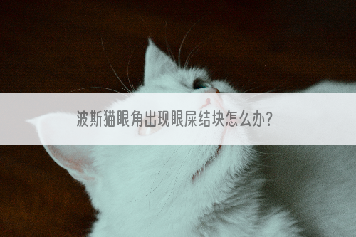 波斯猫眼角出现眼屎结块怎么办？