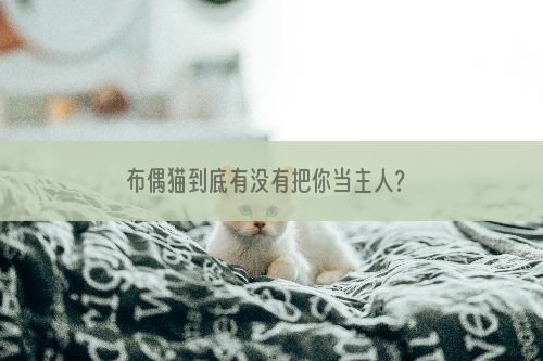 布偶猫到底有没有把你当主人？