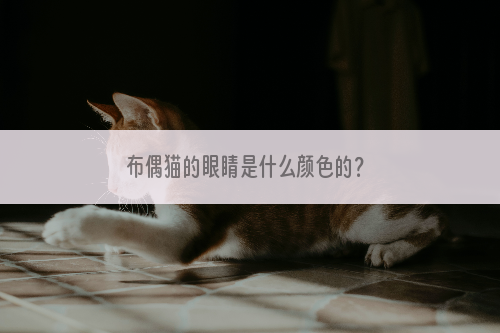 布偶猫的眼睛是什么颜色的？