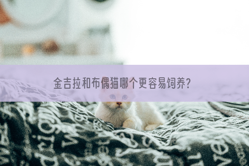 金吉拉和布偶猫哪个更容易饲养？