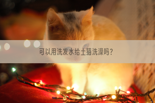 可以用洗发水给土猫洗澡吗？