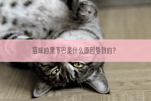 猫咪的黑下巴是什么原因导致的？