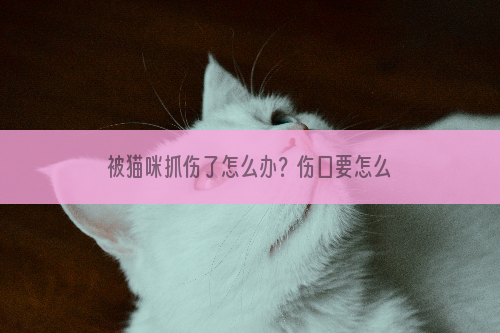 被猫咪抓伤了怎么办？伤口要怎么处理？