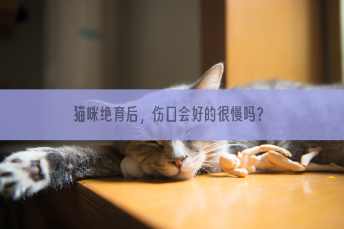 猫咪绝育后，伤口会好的很慢吗？