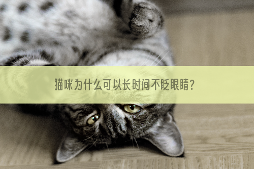 猫咪为什么可以长时间不眨眼睛？