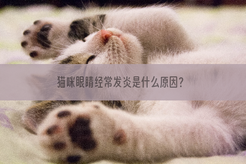 猫咪眼睛经常发炎是什么原因？