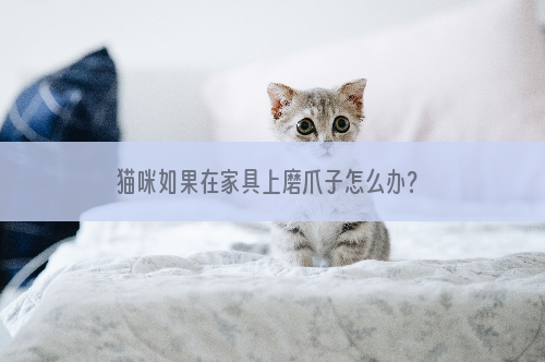 猫咪如果在家具上磨爪子怎么办？