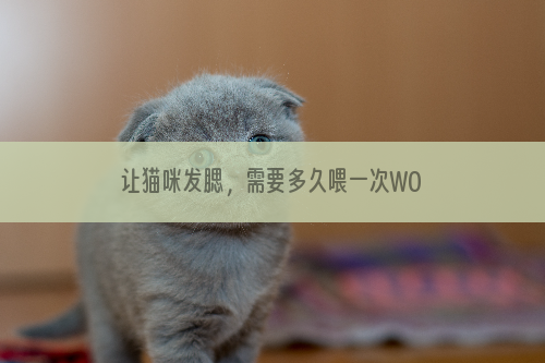 让猫咪发腮，需要多久喂一次WOWO猫咪营养膏？