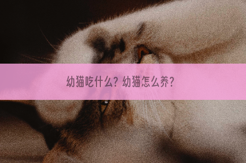 幼猫吃什么？幼猫怎么养？